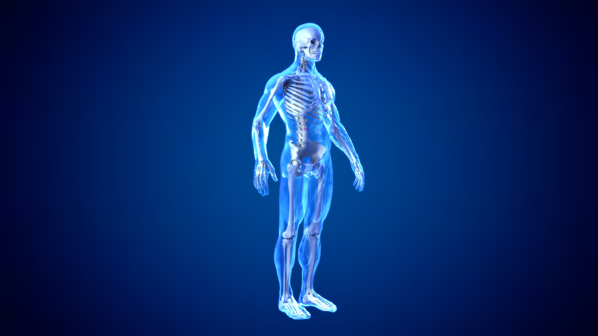 Medical Spine Animation